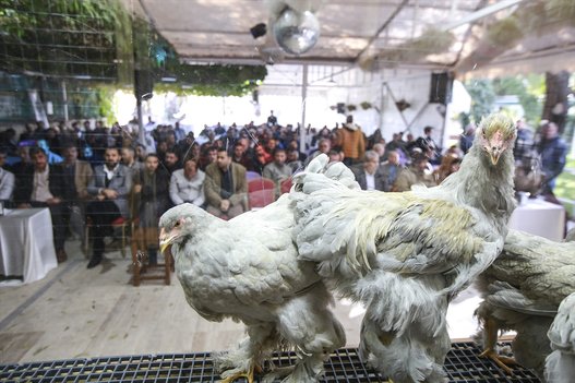 بالصور.. واصبح للدجاج ملكة جمال!